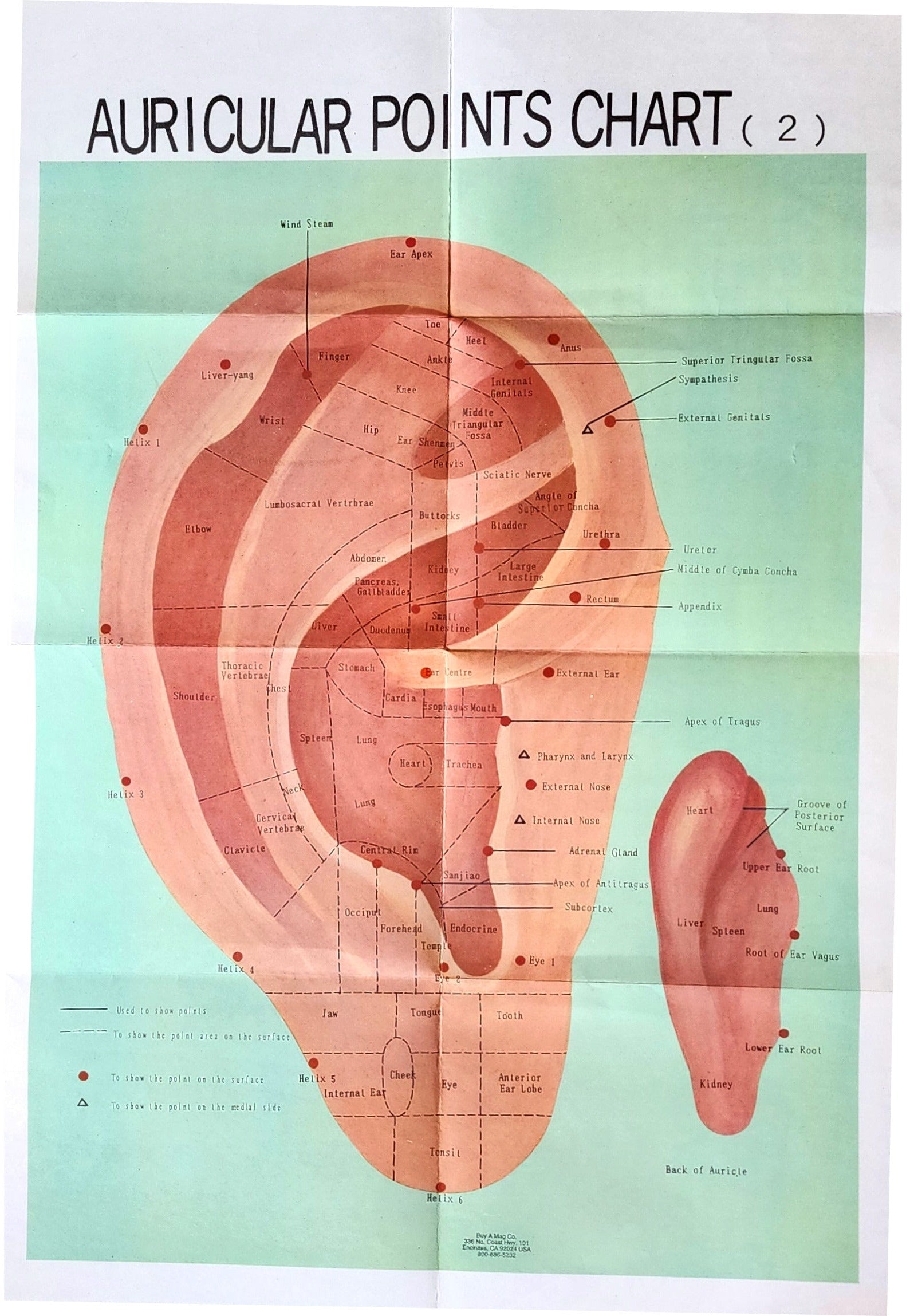 Ear Auricular Points Chart Acupuncture Poster Buyamag INC