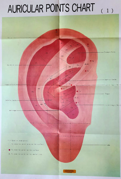 auriqular points ear chart poster