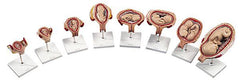 Pregnancy Embryo Development Model Set Of 8 Parts