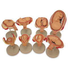 Pregnancy Embryo Development Model Set Of 8 Parts