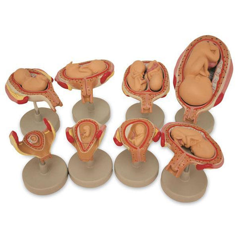 Pregnancy Fetus Development Model Set Of 8 Parts