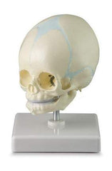 Baby Fetal Skull Scientific Model