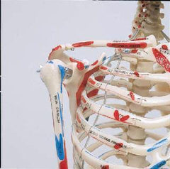 skeleton anatomcal model