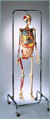 anatomical model