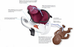 childbirth Obstetric manikin