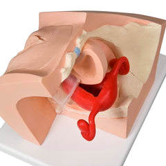 female pelvis contraceptive model