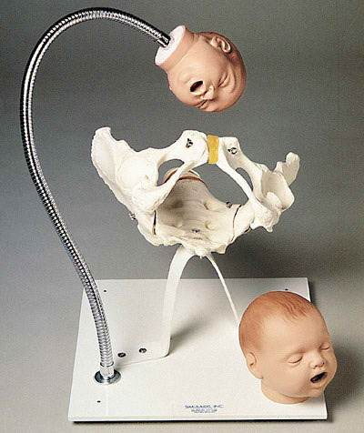 Childbirth Simulator Two Fetal Heads