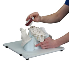 Bone Marrow BIOPSY™ Trainer manikin