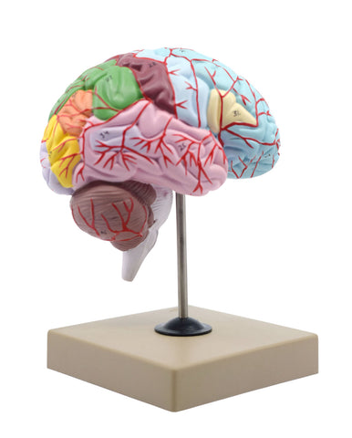 human brain anatomical model