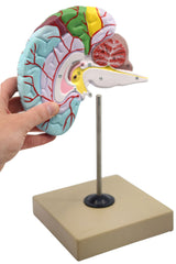 human brain anatomical model