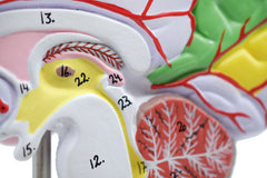 brain anatomical model