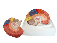 brain model