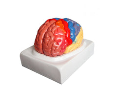 brain anatomical model