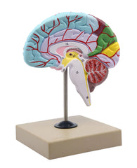 human brain model
