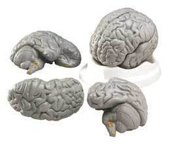 brain anatomical model