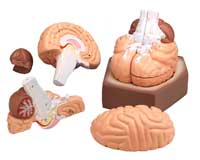 Human Brain Model 4 Parts
