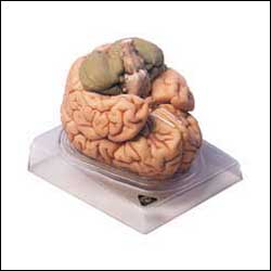 Human Brain Anatomical Model