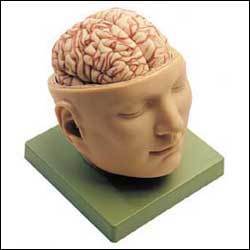 Head & Brain Cranial Nerves Basilar Artery Model 8 Parts