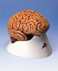 Brain Model 5 Part