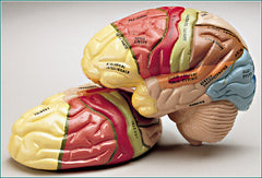 Brain Model Color Coded Professional Grade 2 Part