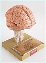Brain With Ventricles 14 Part Model