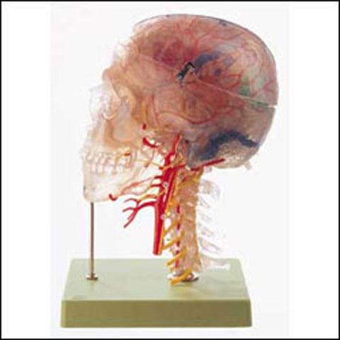 Neuroanatomy Head-Skull Model 10 Parts