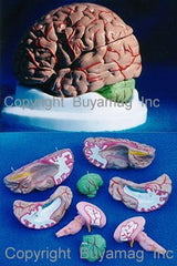 human brain anatomical model