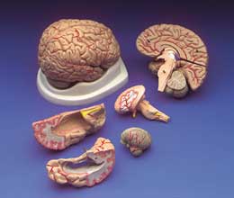 Human Brain Model With Arteries 8 Parts
