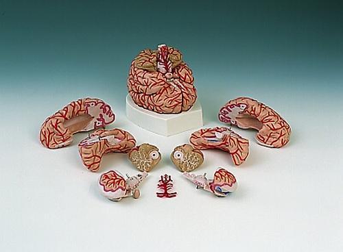 Brain Model With Arteries  9-part Deluxe