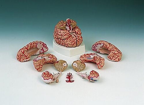 Brain Model With Arteries  9-part Deluxe