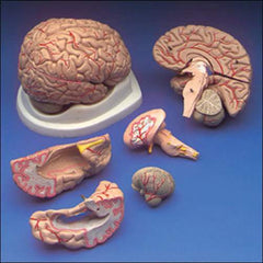 brain model