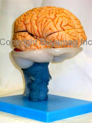 brain anatomical model