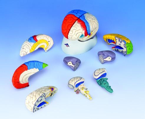 brain anatomical model