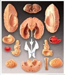 brain anatomical model