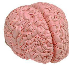 human brain models