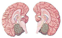 brain model