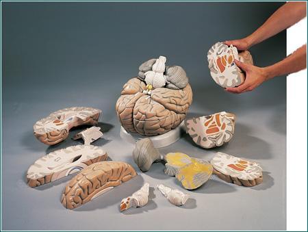 brain model anatomical model