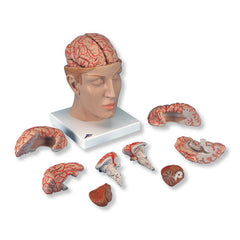 Brain & Head Demonstration 8 Part