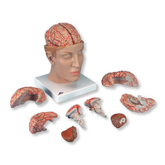 human brain model with arteries 6 parts 