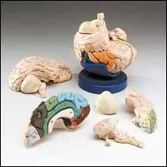 human brain model
