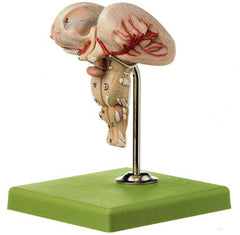 Brain Stem Medulla Model 2 Part