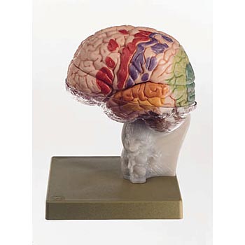 Brain With Cortical Functional Centers Model 15 Part