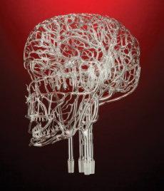 Brain Arteries Complete  Model / Simulator