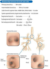 Ultrasonic Bronchoscopy - Endobronchial Ultrasound - Transbronchial Needle Aspiration Training  Simulator