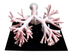 Bronchoscopy Manikin Model Simulator