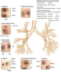 Bronchoscopy Training Simulator