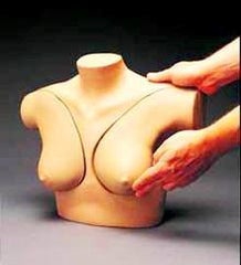 Two Breast Models (Abnormal)