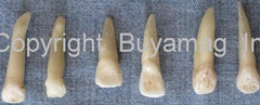 human real teeth 