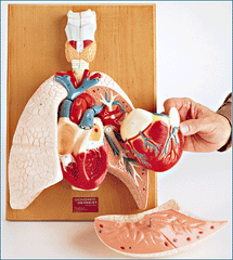 Cardiopulmonary System