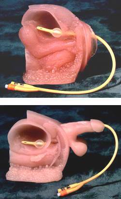 Catheterization Simulator Female Or Male Models